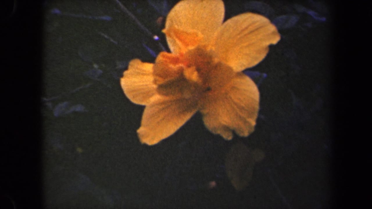 Peach-orange flower against dark green foliage with soft grain and black film edges.