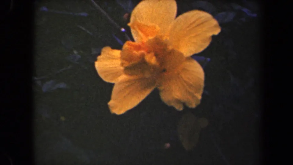 1944 Kauai 8mm frame showing a peach-orange hibiscus-like flower against shadowed forest foliage.
