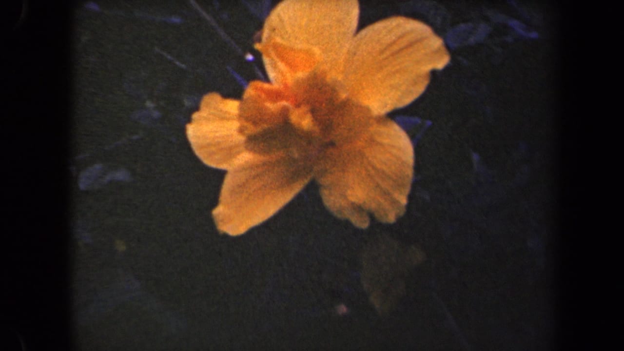 1944 Kauai home-movie frame of a peach-orange hibiscus-like blossom surrounded by shadowed leaves.