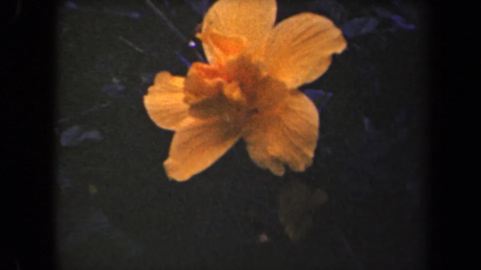1944 Kauai home-movie frame of a peach-orange hibiscus-like blossom surrounded by shadowed leaves.