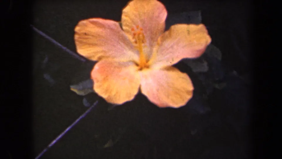 1944 Kauai 8mm frame showing a pale peach-pink hibiscus-like flower with dark leaves behind it.