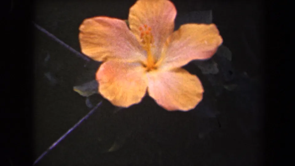 1944 Kauai home-movie frame of a pale hibiscus-like blossom set against shadowed forest foliage.