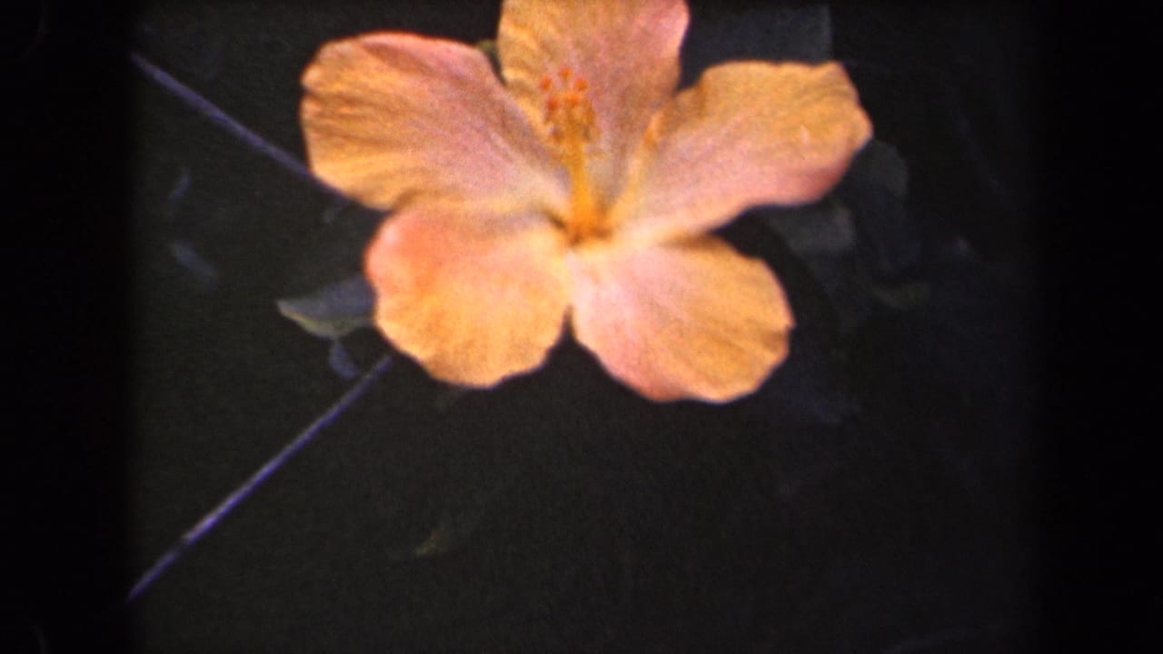 Close-up hibiscus bloom in warm yellow-orange tones, filmed on 8mm in Kauai, Hawaii according to clip metadata.