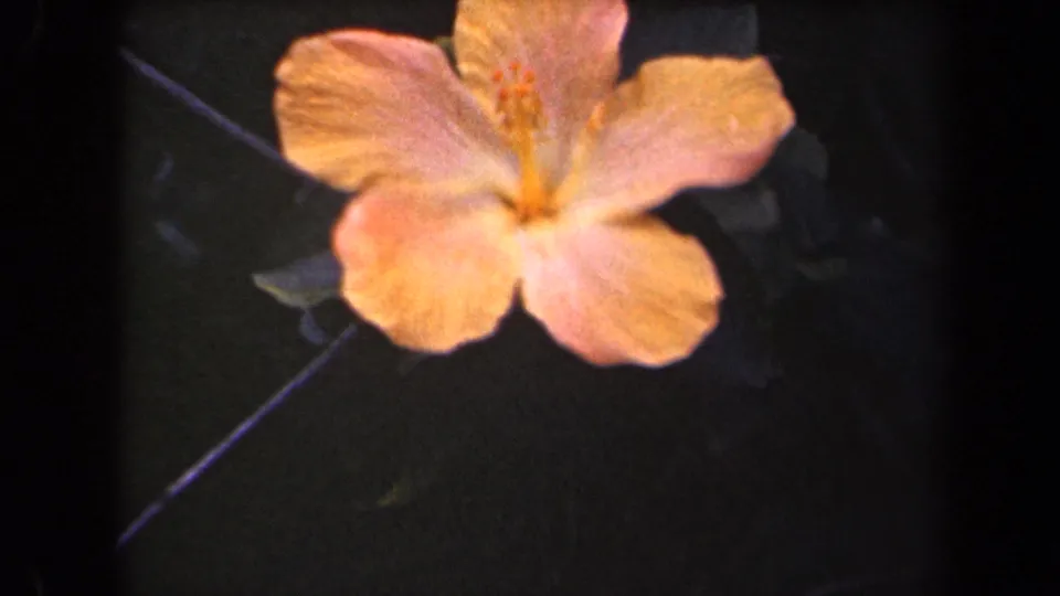 Close-up hibiscus bloom in warm yellow-orange tones, filmed on 8mm in Kauai, Hawaii according to clip metadata.