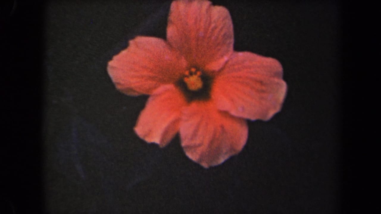 Orange-pink hibiscus flower shown in close-up, with the Kauai 1944 setting supported by clip metadata.