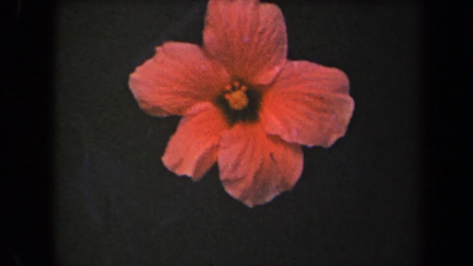 Soft 8mm close-up of an orange hibiscus bloom, identified by metadata as Kauai, Hawaii footage from 1944.