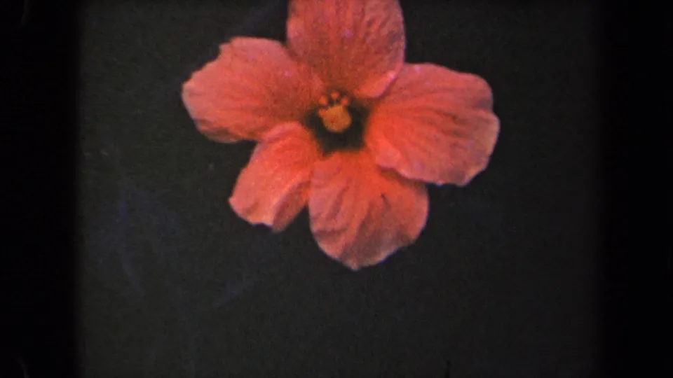 Orange hibiscus flower with a yellow center, seen in a 1944 Kauai home-movie close-up according to metadata.