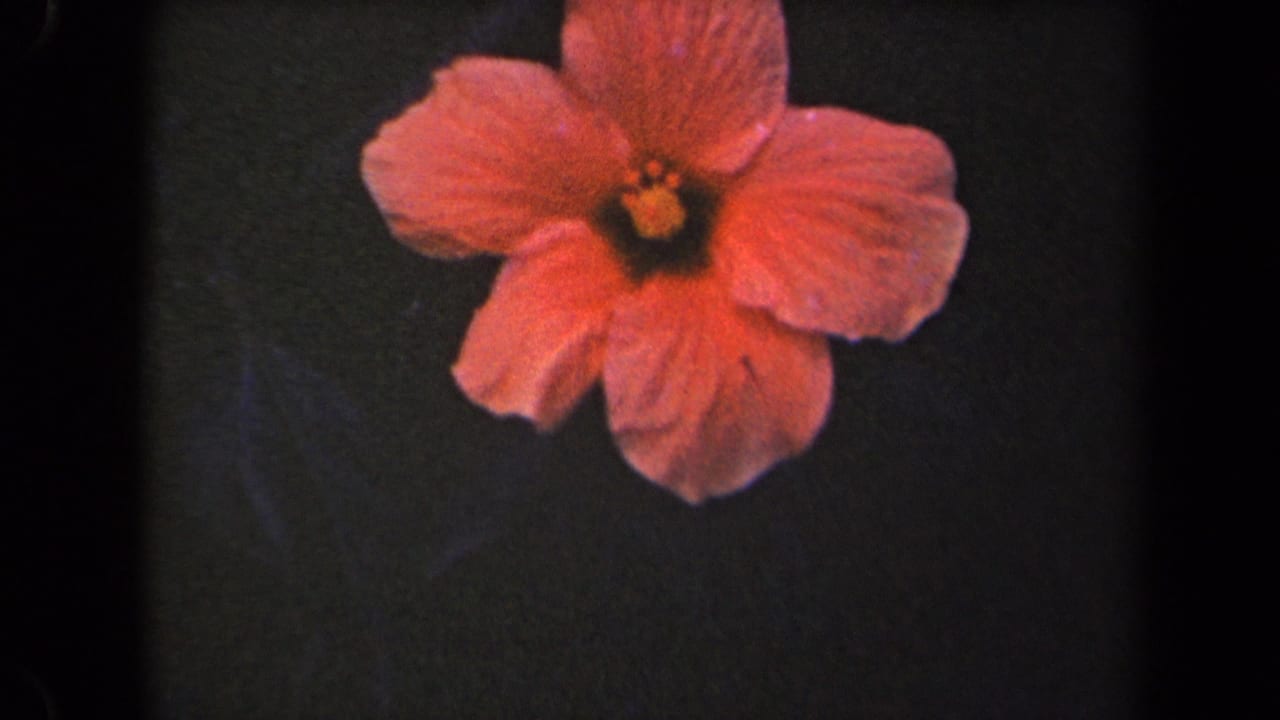 Pink hibiscus flower filmed close up in metadata-supported 1944 Kauai home-movie footage.