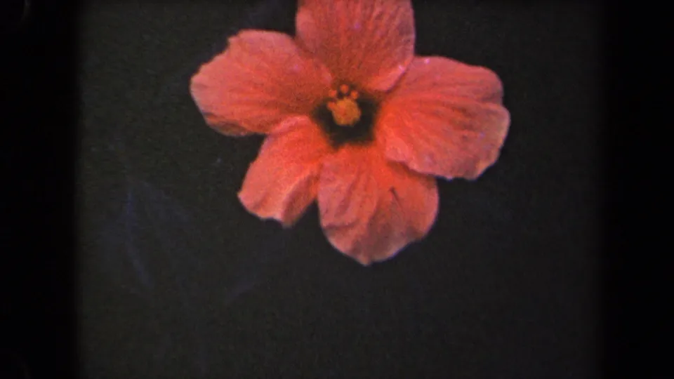 Pink hibiscus flower filmed close up in metadata-supported 1944 Kauai home-movie footage.