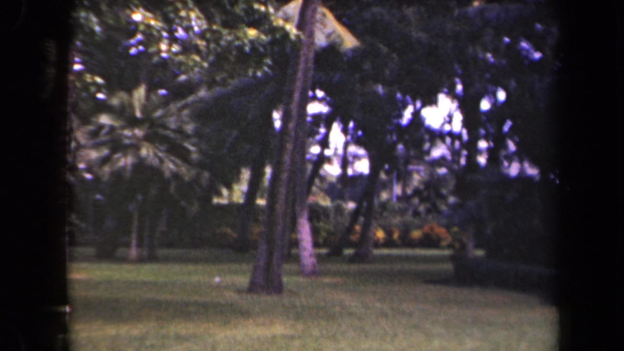 Palm trees and shaded tropical lawn in a garden.