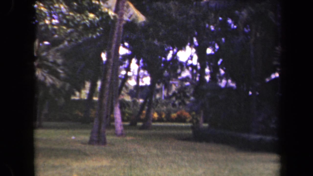 Kauai garden view with leaning palm trunks, lawn, and dark tropical foliage recorded on 8mm film.