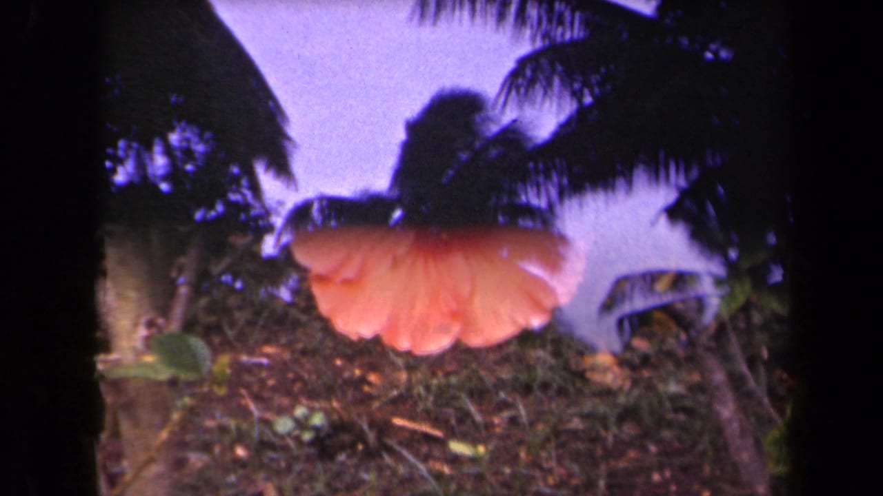 1944 Kauai 8mm frame with an orange hibiscus bloom in the foreground below dark palm fronds and tropical foliage.