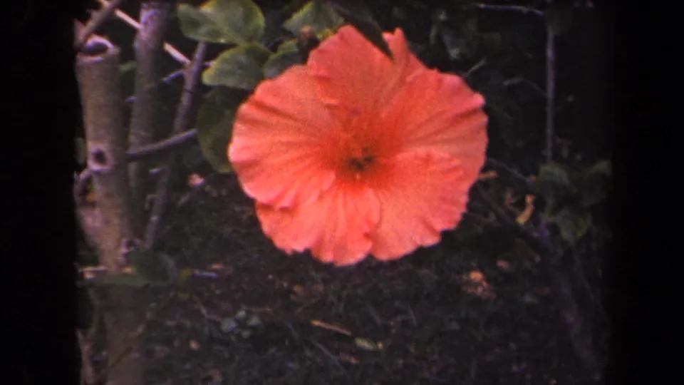 1944 Kauai 8mm close-up of a vivid orange hibiscus flower surrounded by green leaves, woody stems, and shadowed ground.