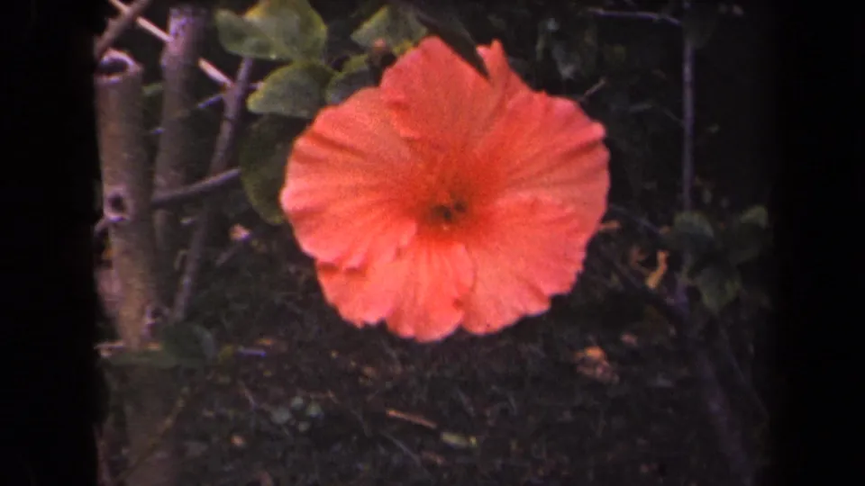 1944 Kauai 8mm frame showing a large orange hibiscus bloom centered amid tropical leaves, stems, and subdued garden shadows.