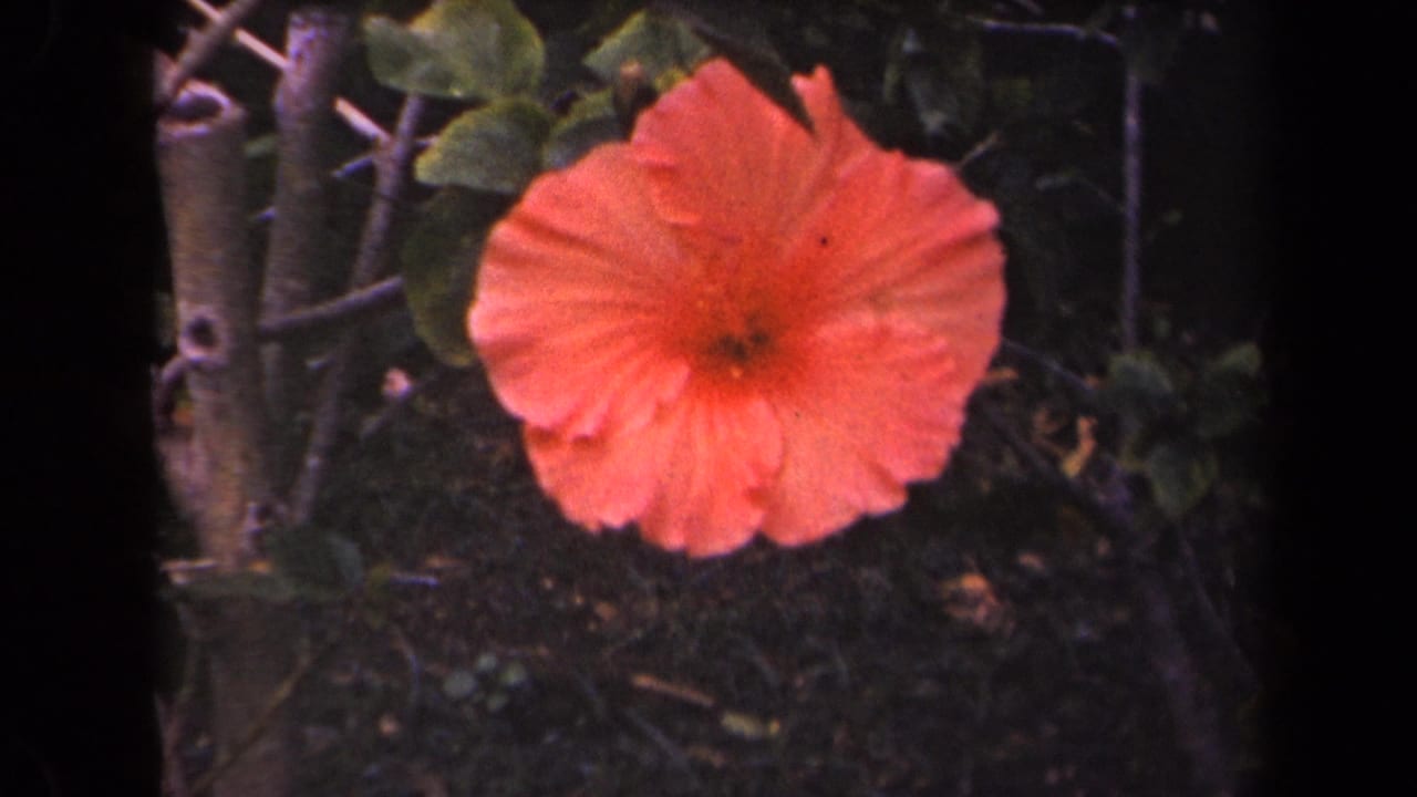 Orange hibiscus flower against dark tropical foliage.