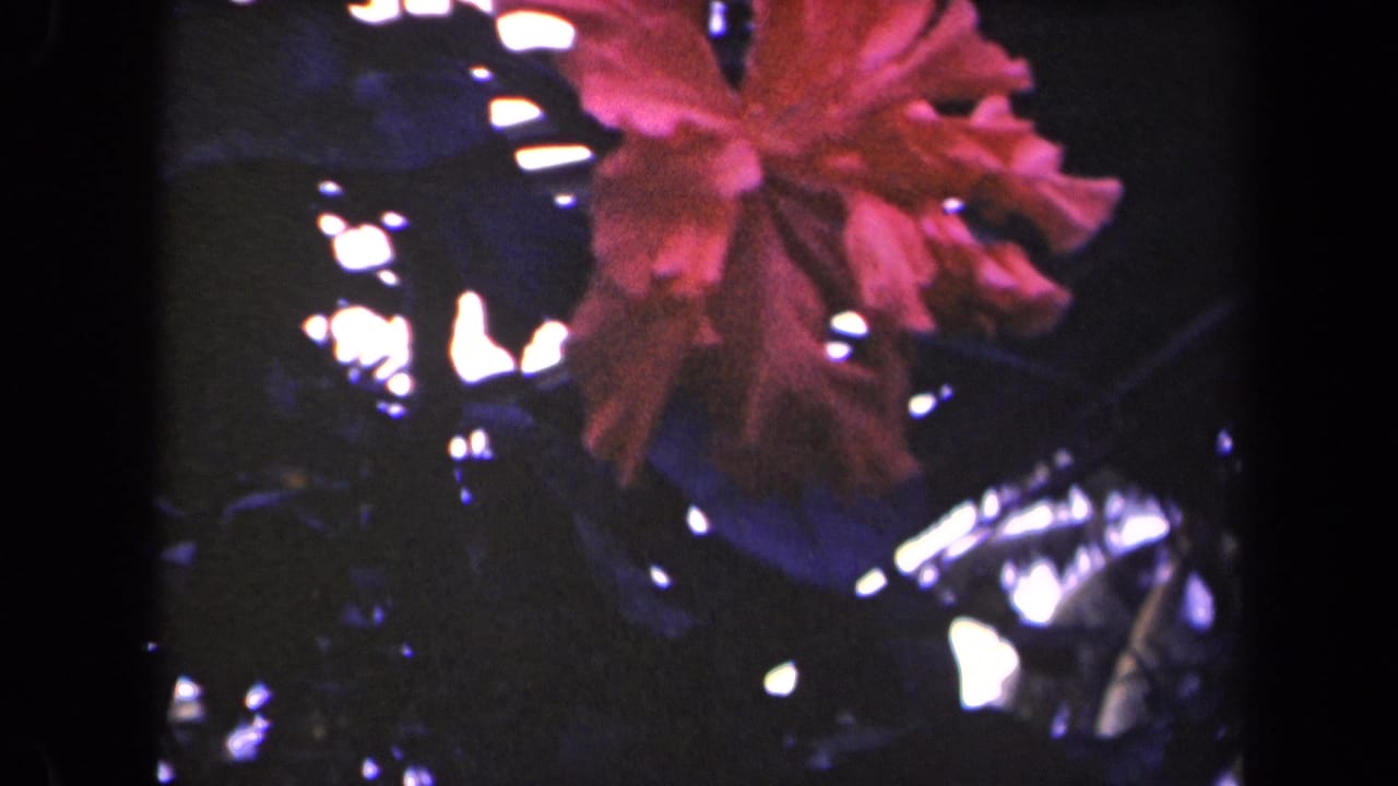 Red hibiscus flower against dark foliage with bright gaps of light behind it.