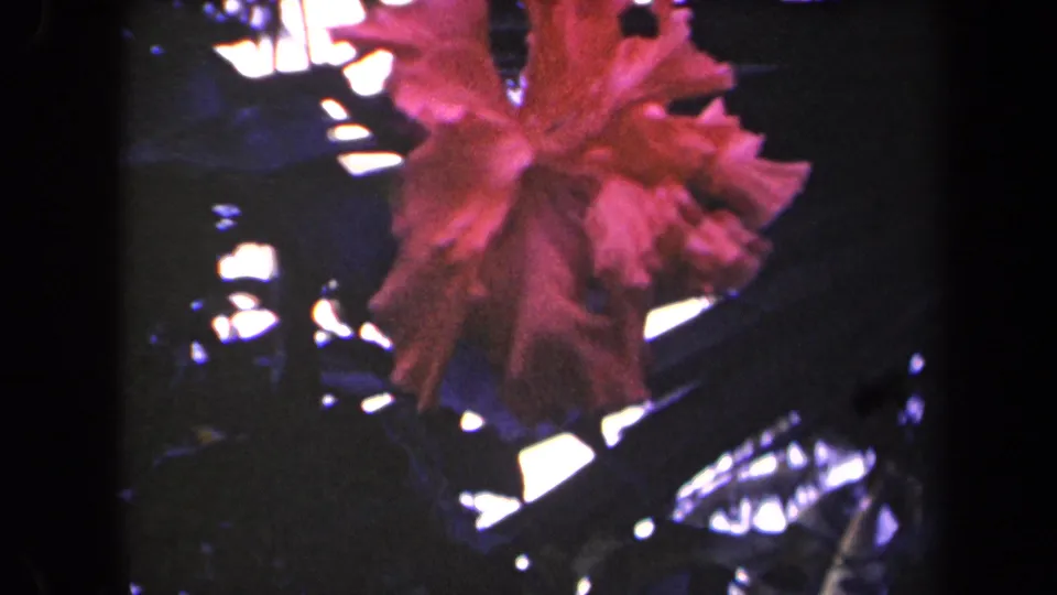 1944 Kauai 8mm frame with a red hibiscus centered among shadowed leaves and strong white highlights.