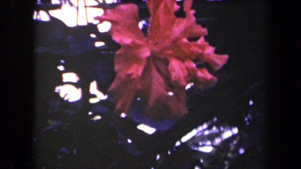 Final 1944 Kauai frame of a red hibiscus in soft 8mm color, surrounded by dark leaves and bright background openings.