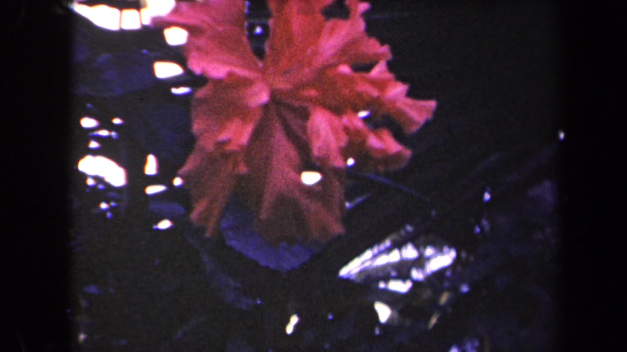 Red hibiscus blossom fills the frame against shaded tropical foliage in 1944 Kauai home-movie footage.
