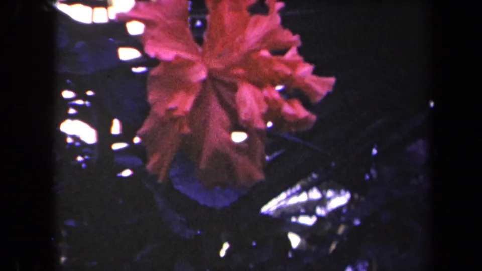 Red hibiscus blossom fills the frame against shaded tropical foliage in 1944 Kauai home-movie footage.