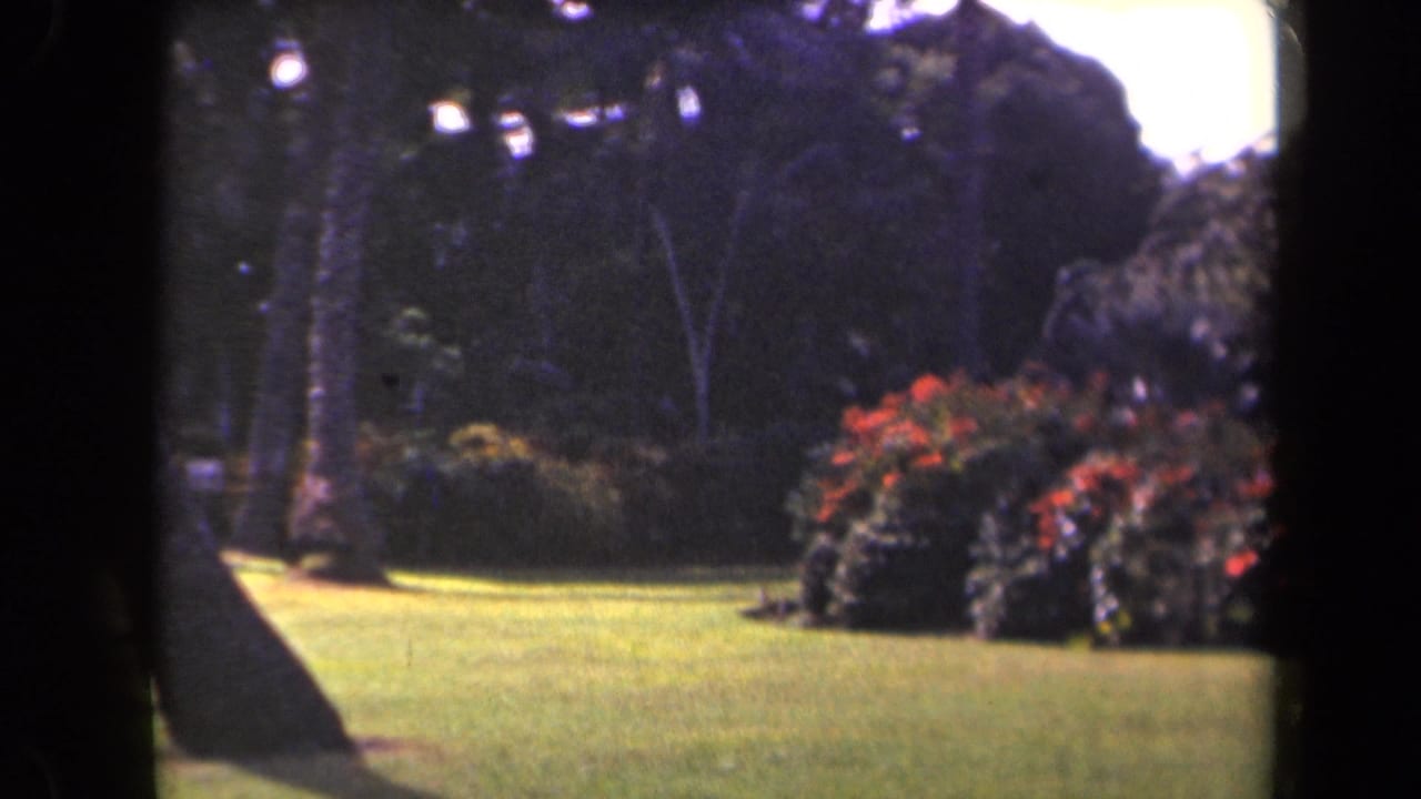 A sunlit Kauai garden lawn appears bordered by palms and red flowering shrubs in 1940s 8mm footage.