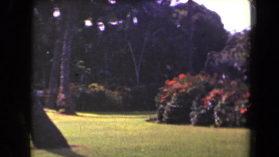 A sunlit Kauai garden lawn appears bordered by palms and red flowering shrubs in 1940s 8mm footage.