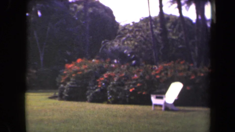 White Adirondack-style chair sits on a Kauai garden lawn near red flowering shrubs and palm trunks.