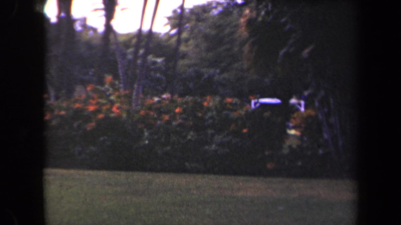 1944 Kauai garden view with a grassy foreground, flowering shrubs, and tall palms silhouetted against a bright sky.
