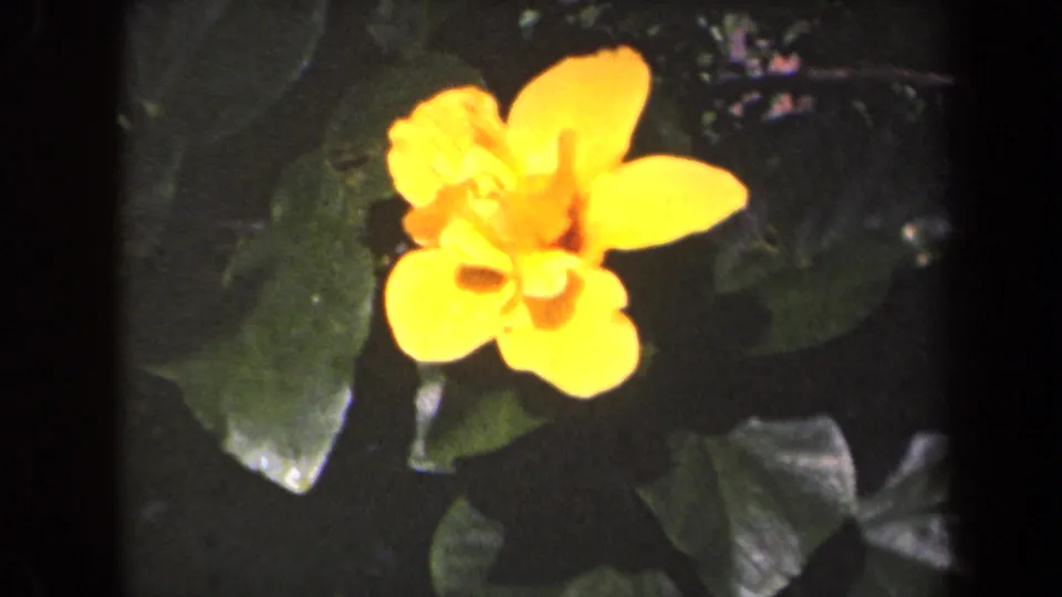 Close 1944 Kauai home-movie view of a yellow tropical flower against glossy dark leaves and shaded garden foliage.
