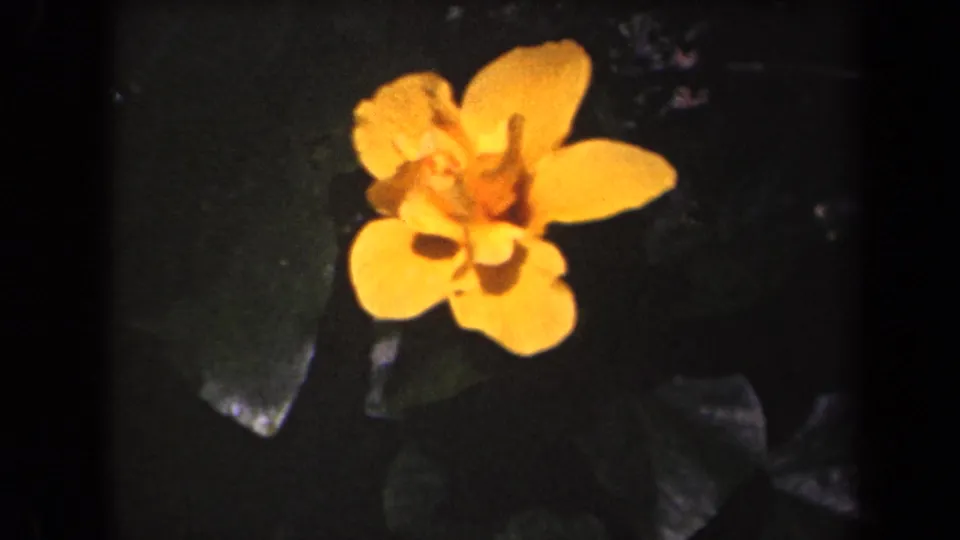 Final 1944 Kauai frame showing a yellow flower close-up, with saturated petals and surrounding leaves in deep garden shade.