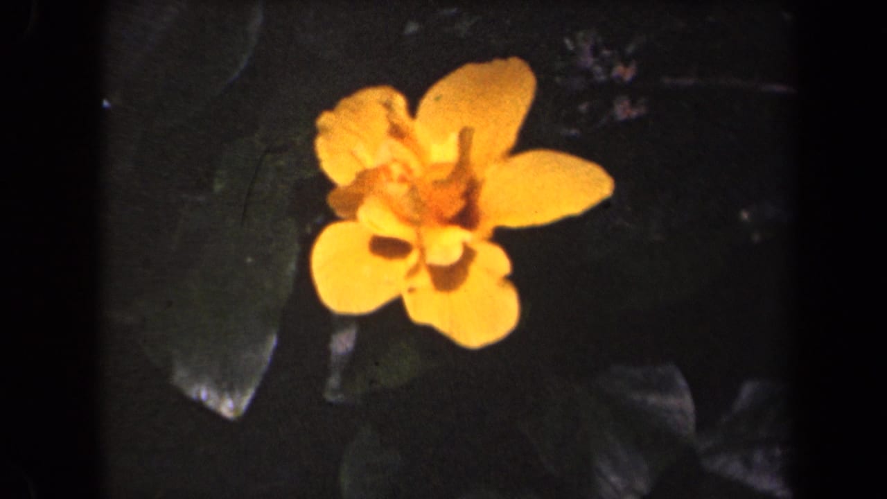 Orange-yellow blossom in soft-focus 1944 Kauai 8mm footage, set against dark glossy foliage.