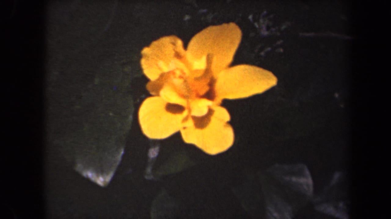 Orange-yellow flower framed by dark leaves in a dim garden setting.