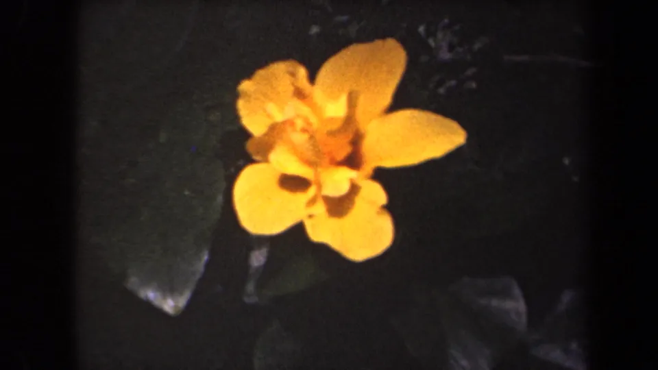 Soft 8mm view of an orange-yellow flower in Kauai, Hawaii, with dark leaves behind it.