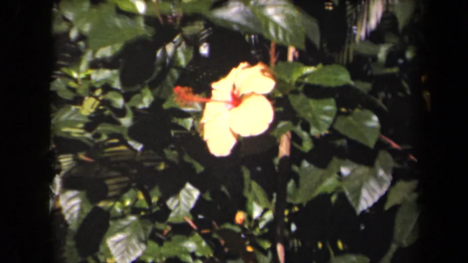 Pale yellow hibiscus-like flower with a red stamen among lush Kauai foliage in 1944 home-movie footage.