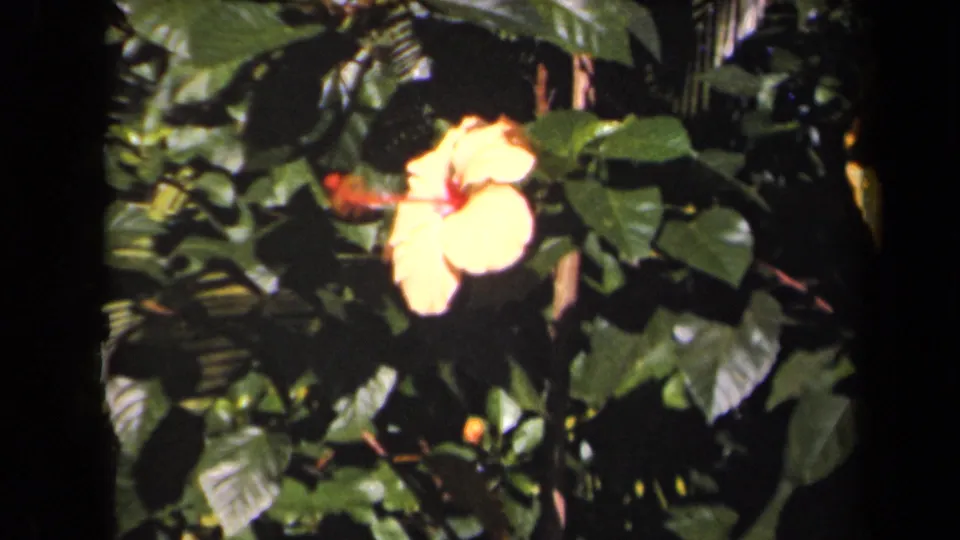 Yellow hibiscus-like blossom and red stamen surrounded by tropical leaves in soft 8mm Kauai footage.