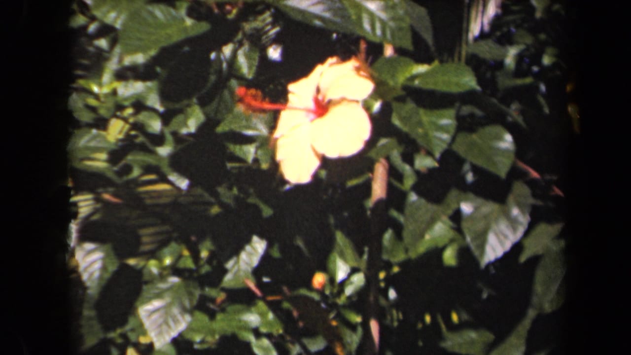 1944 Kauai 8mm frame showing a yellow hibiscus with a red center surrounded by dense green garden foliage.