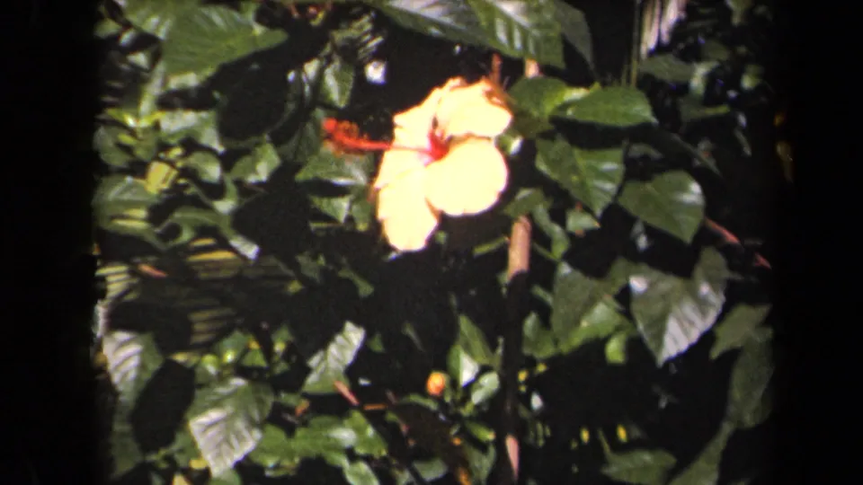 1944 Kauai 8mm frame showing a yellow hibiscus with a red center surrounded by dense green garden foliage.