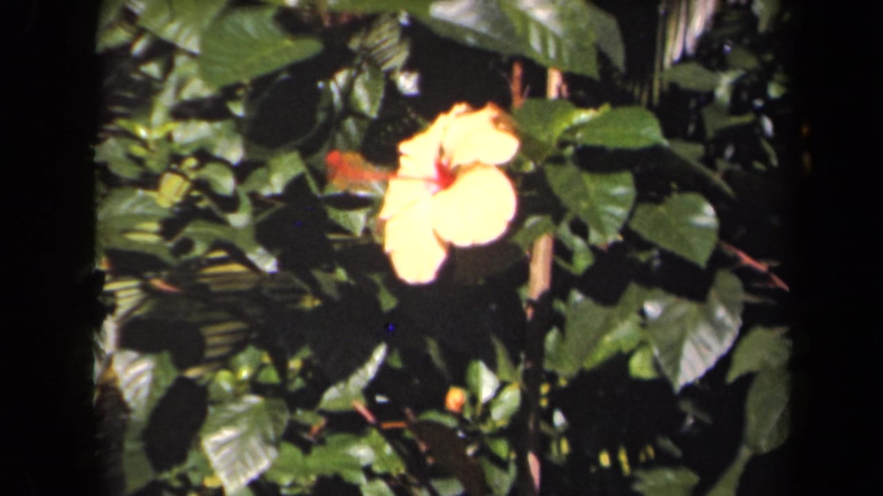 Yellow hibiscus partly framed by dark green leaves and garden shadows.
