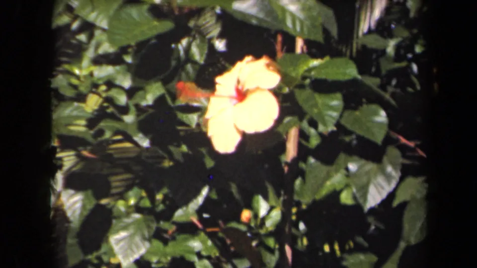 1944 Kauai 8mm frame with a yellow hibiscus set against glossy leaves and shaded tropical foliage.