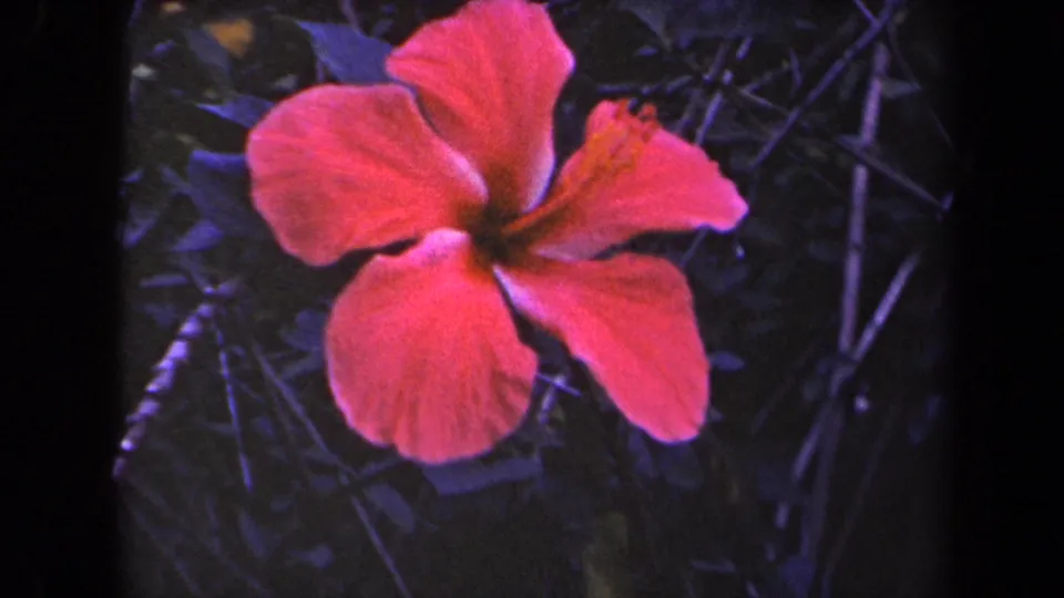 1944 Kauai 8mm frame showing a red hibiscus blossom against dark tropical foliage in soft light.