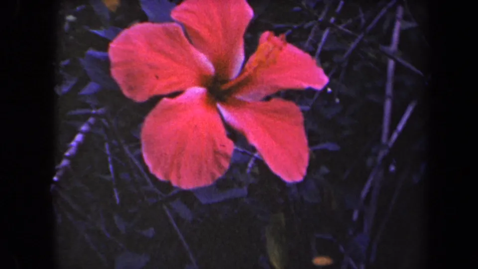 1944 Kauai 8mm frame with a red hibiscus centered in a close tropical garden composition.