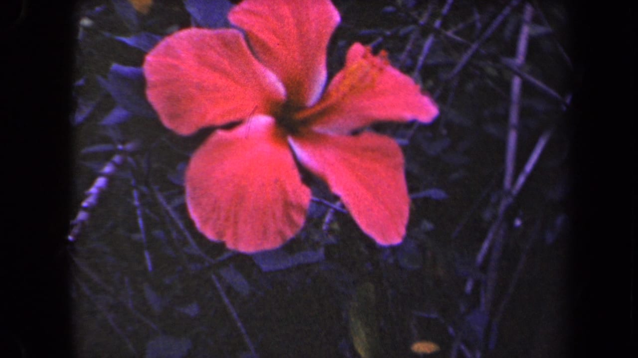 Red hibiscus close-up in supplied 1944 Kauai 8mm footage, with dark garden leaves and visible film grain.