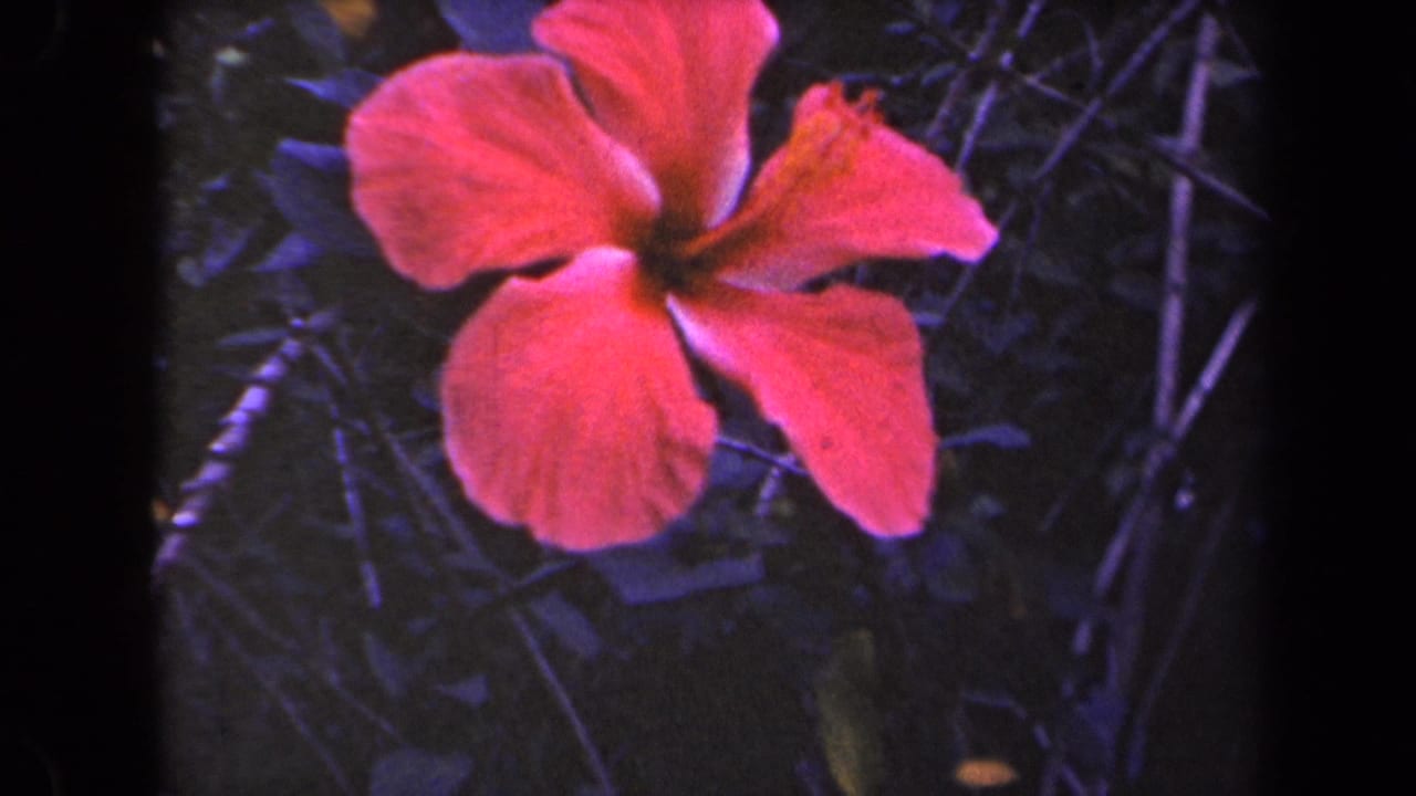 Red hibiscus remains centered in the Kauai home-movie frame, surrounded by dark foliage and soft 8mm texture.