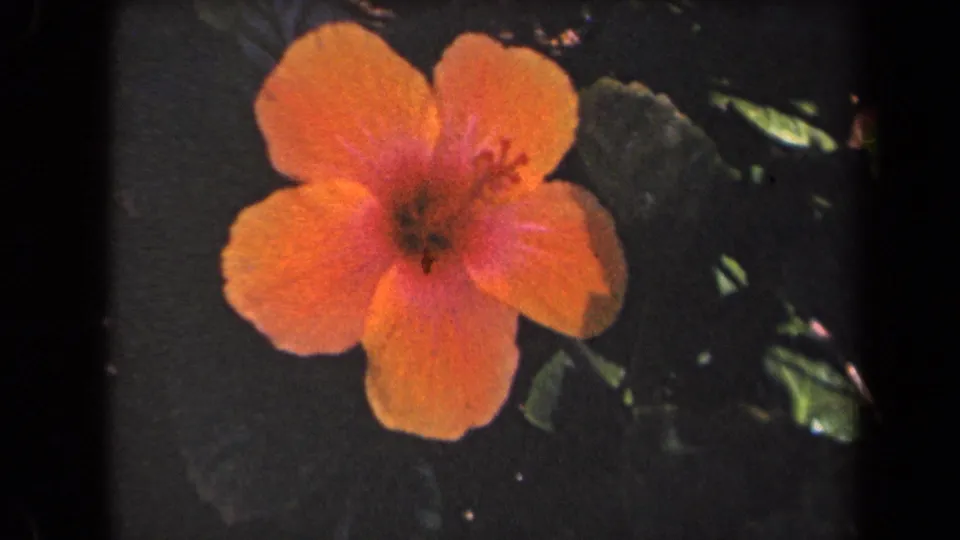 Orange hibiscus close-up from the supplied Kauai 1944 8mm clip, with leafy garden background and saturated color.