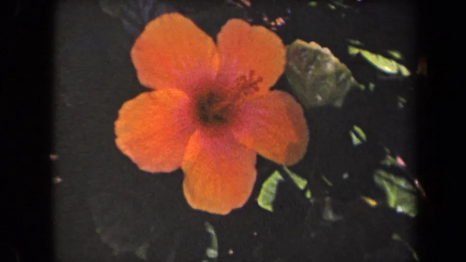 Orange hibiscus in the Kauai 8mm footage, framed by dark garden foliage with visible grain and saturated warm color.
