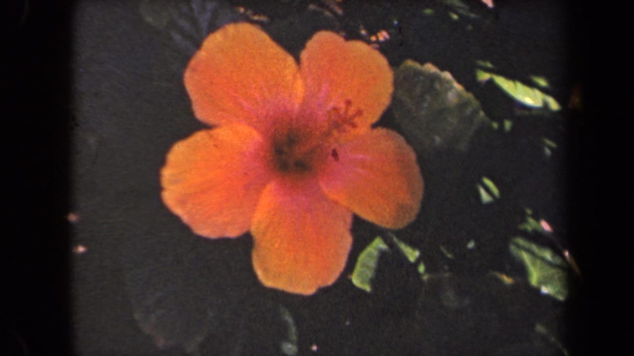 Orange-pink hibiscus flower against dark leaves and black frame edges.