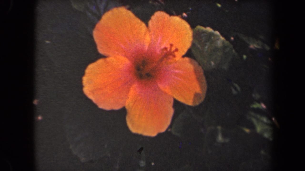 Orange-pink hibiscus flower with dark foliage in a vintage film frame.
