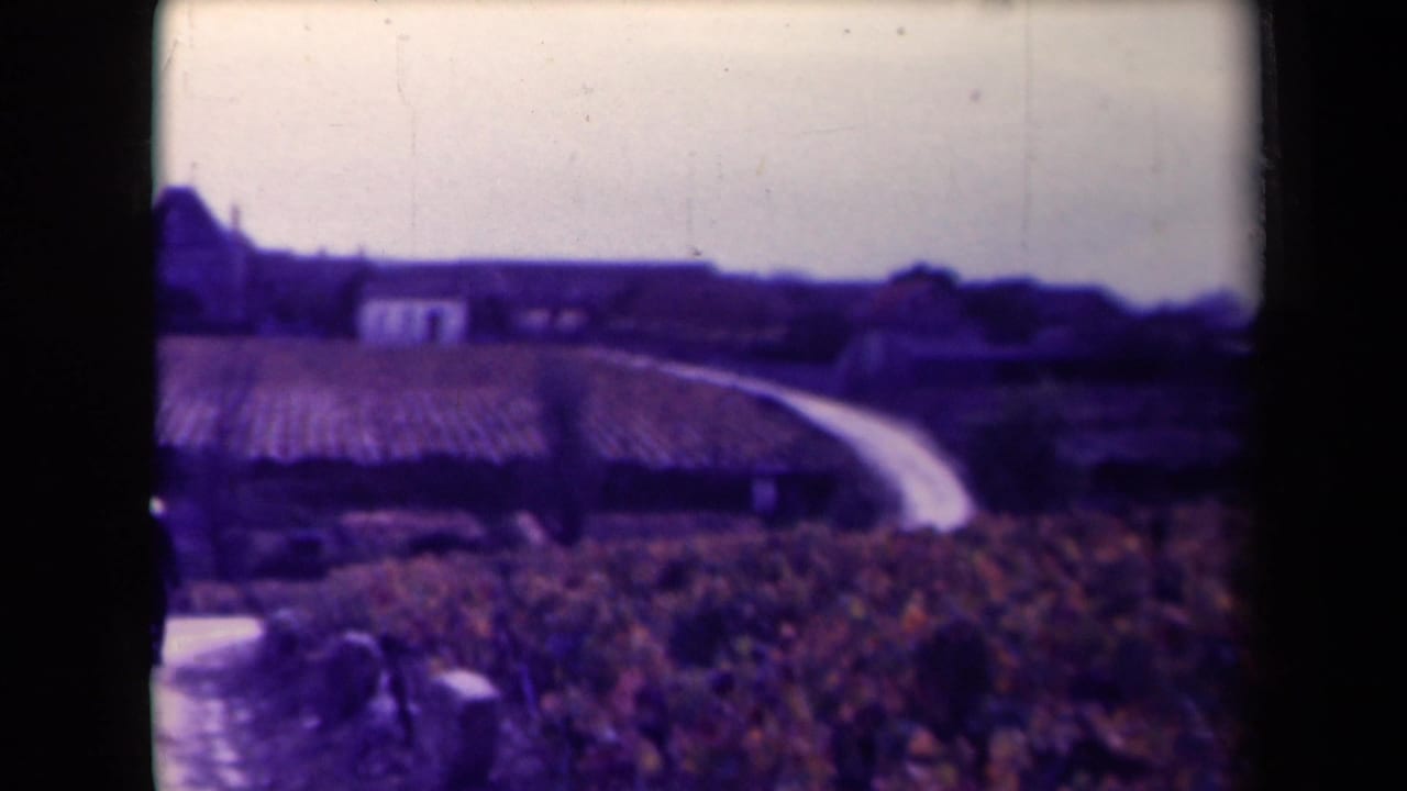 A vineyard landscape with rows of vines, a curving road, and distant buildings.