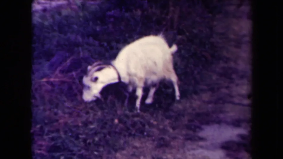 A white horned goat grazes in the grassy undergrowth beside a rural path in the supplied France 1945 home-movie clip.