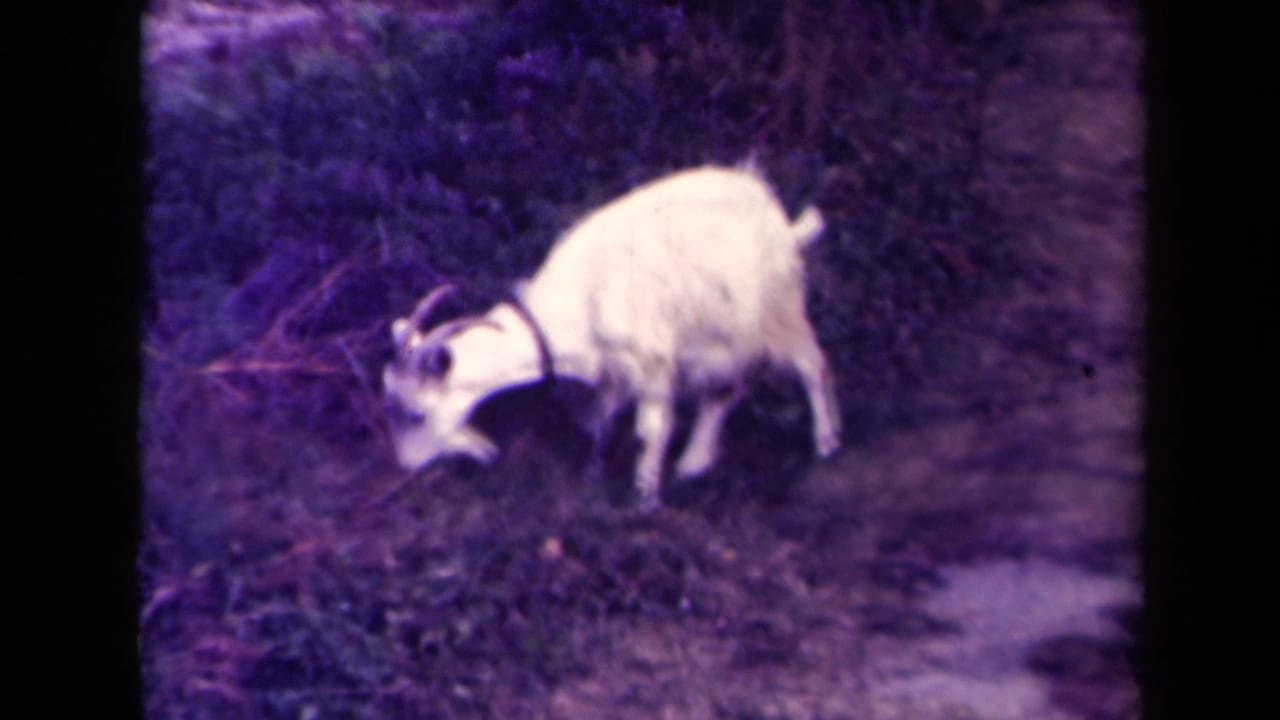 White goat with small horns grazing beside grass and brush.